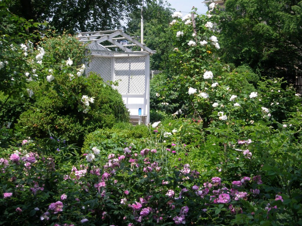 summerhouse amid old roses